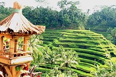 A stunning view of the famous rice terrace in Tegalalang, Ubud.