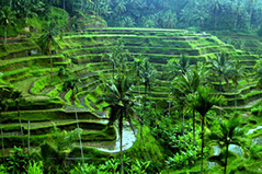 The iconic rice terrace in Tegalalang, Ubud.